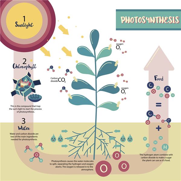 Label The Diagram Of Photosynthesis