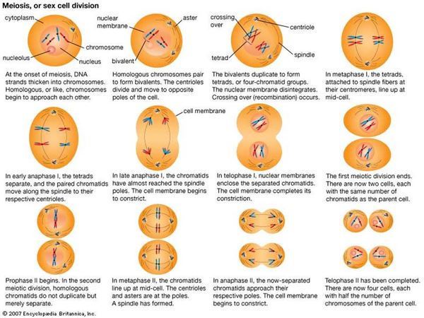 Phases Of Meiosis Diagram