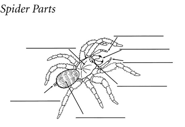 Spider Body Parts Diagram For Kindergarten