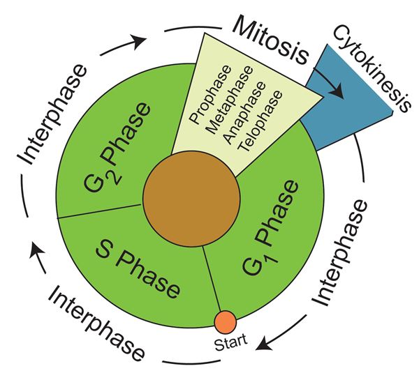 Cell Cycle Diagram Mitosis