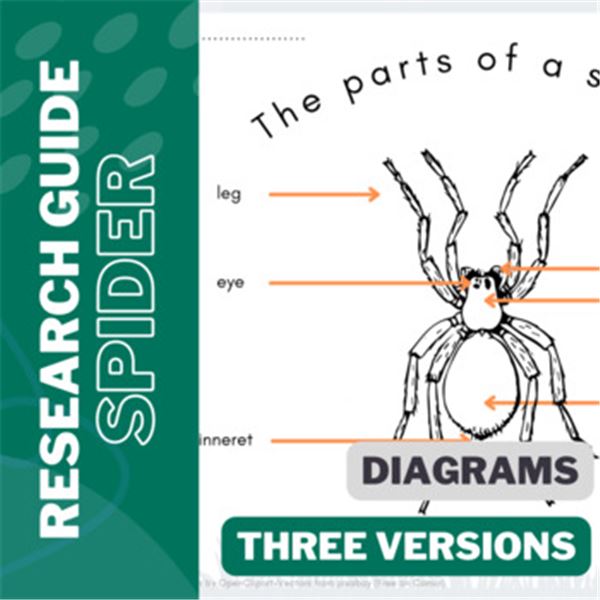 Spider Body Parts Diagram For Kindergarten