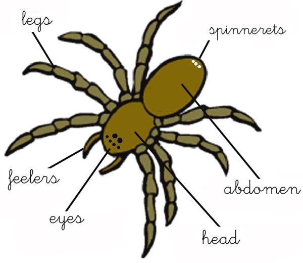 Spider Body Parts Diagram For Kindergarten