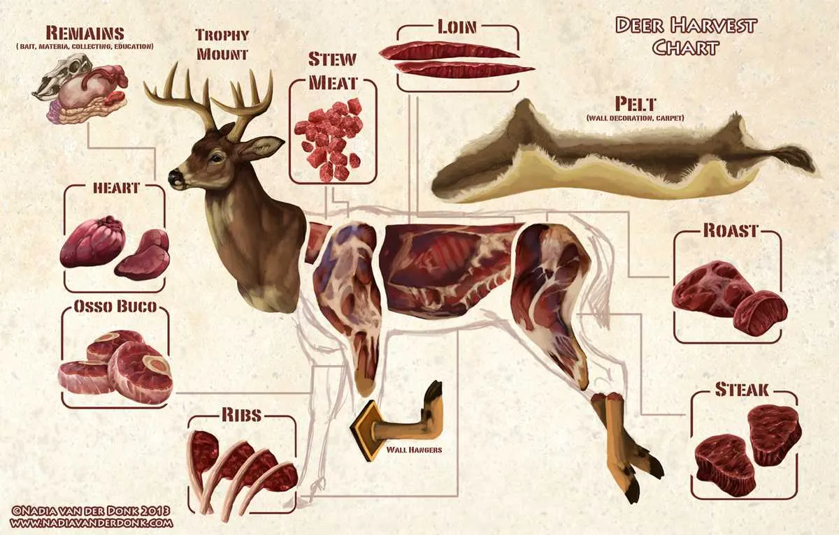 cuts of meat on a deer diagram