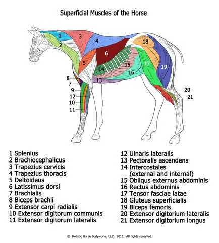 anatomy of a horse diagram