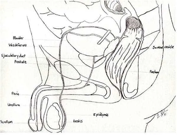 diagram of gay sex