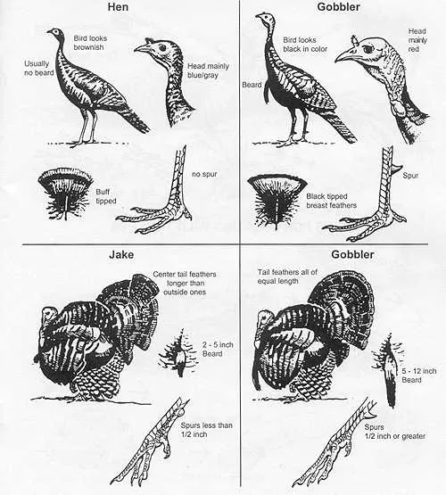 how do turkeys mate diagram