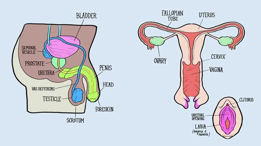 male reproductive system diagram label