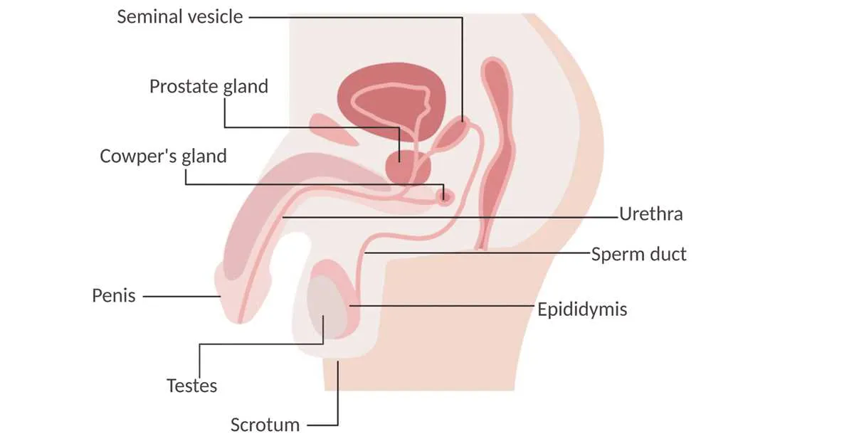 label male reproductive system diagram label male reproductive system diagram