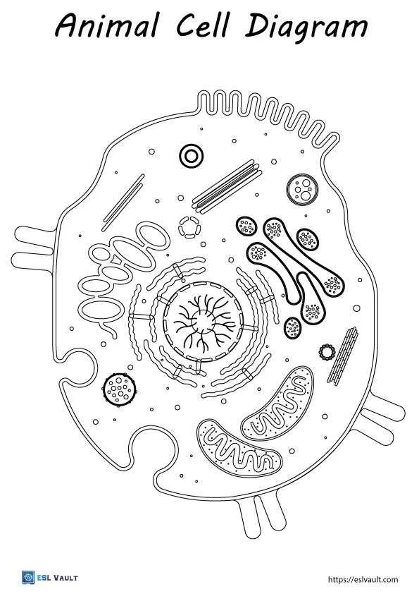 blank animal cell diagram