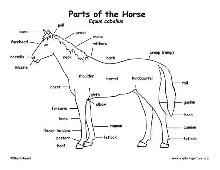 parts of the horse diagram