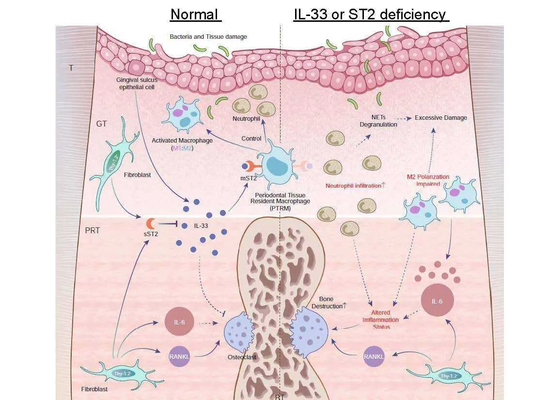 which diagram represents the factors of m2 10m+16