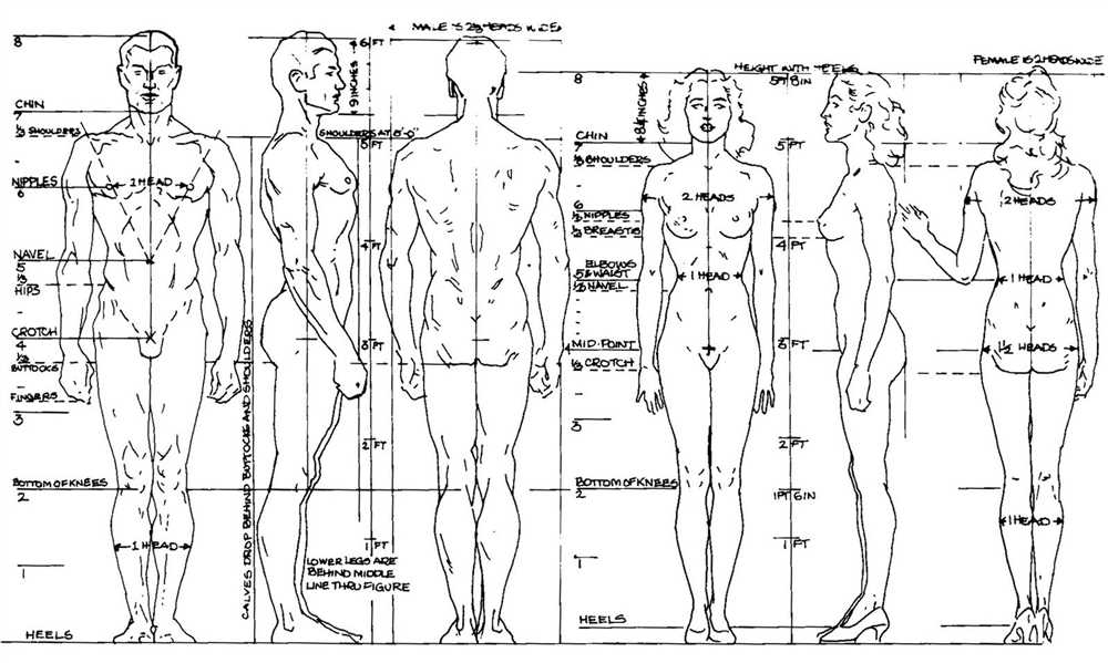 Female body chart diagram