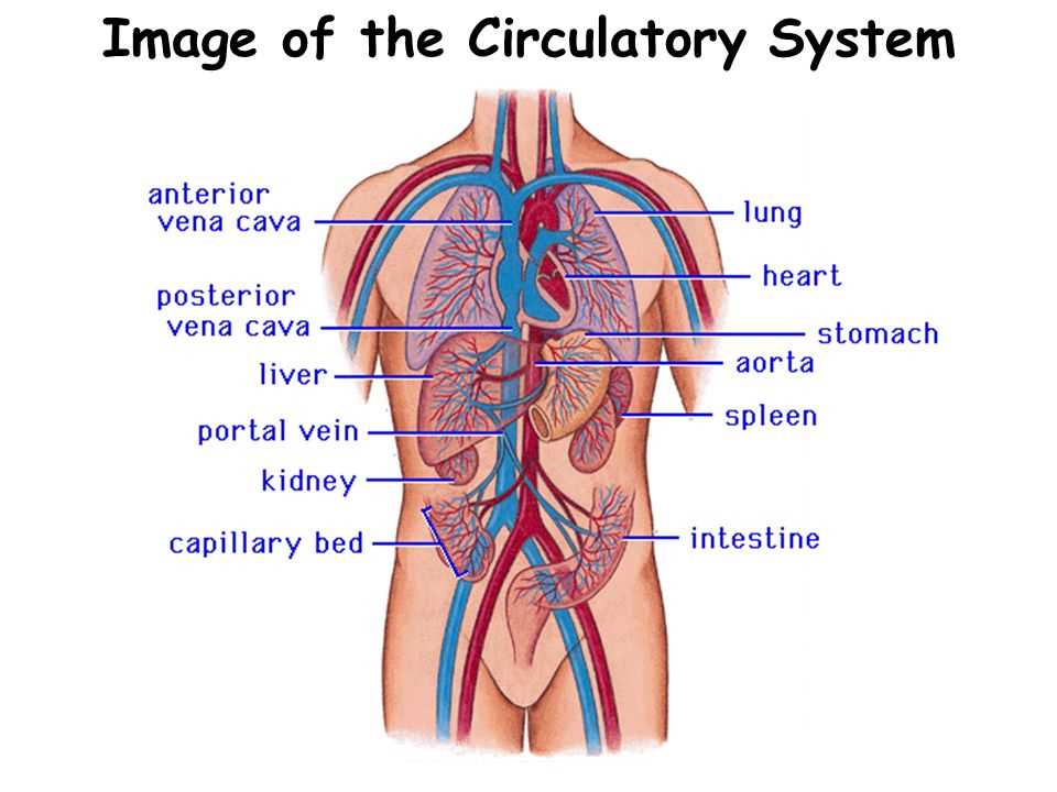 Heart Arteries and Veins Diagram: A Comprehensive Guide