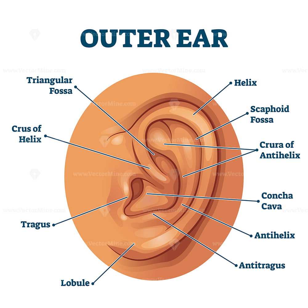Functions of the Inner Ear