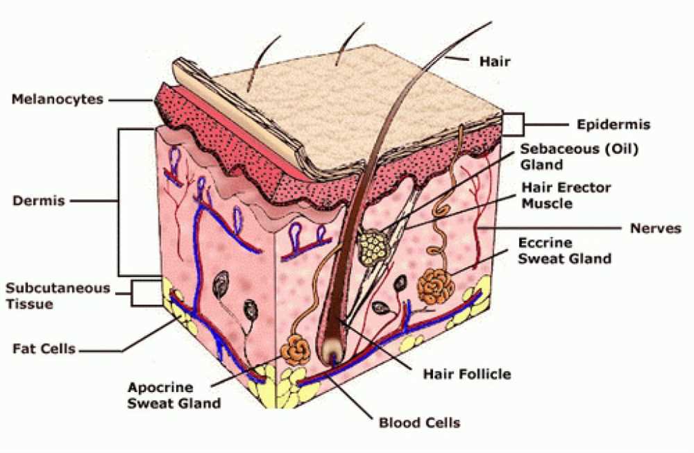 The Dermis