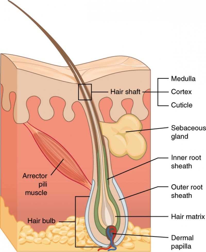 Structure of the skin diagram labeled