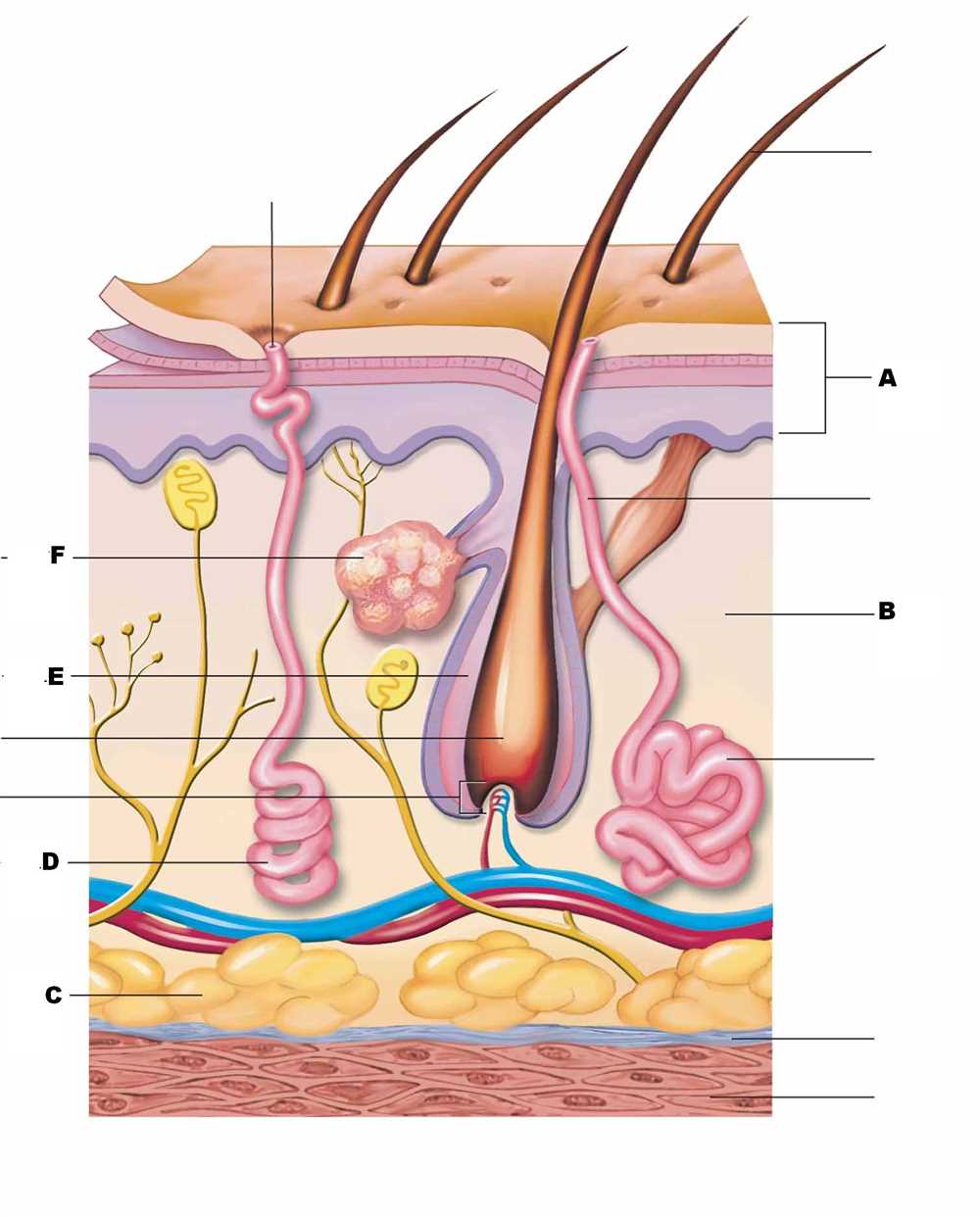The Epidermis